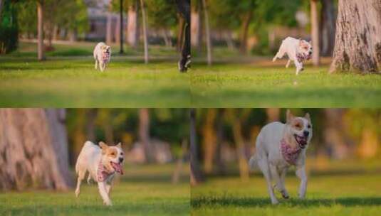 草坪上奔跑的狗高清在线视频素材下载
