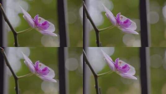 紫色的兰花花苞高清在线视频素材下载