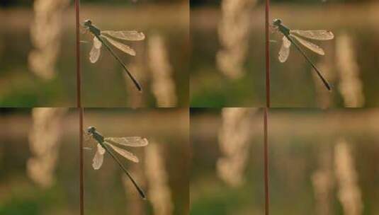 特写野外蜻蜓高清在线视频素材下载