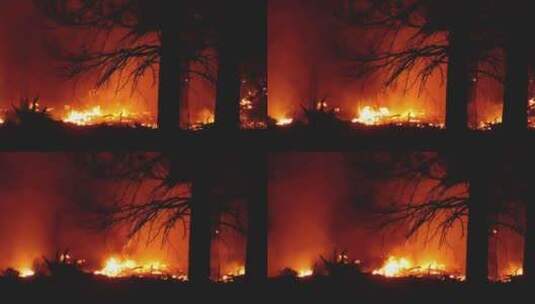 森林火灾特写高清在线视频素材下载
