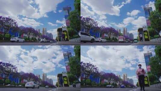 昆明北京路上的蓝花楹4k延时高清在线视频素材下载