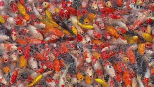 观赏鱼锦鲤吃食1高清在线视频素材下载