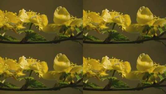 野生棣棠花黄色花朵高清在线视频素材下载