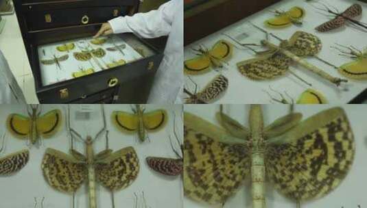 (4K)J四川都江堰印度尼西亚竹节虫标本高清在线视频素材下载