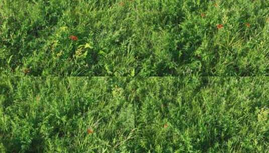 夏日航拍丘陵山坡野花野草野生中草药材高清在线视频素材下载