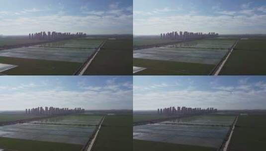 天津市西青区王稳庄万亩稻田航拍高清在线视频素材下载