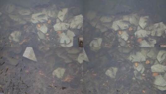 深圳仙湖植物园湖中小鱼高清在线视频素材下载