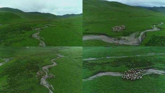绿色草原牧场上奔跑的羊群高清在线视频素材下载