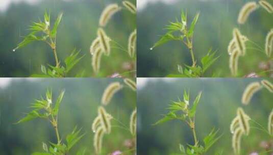 露珠树叶植物下雨滴水珠叶子露水高清在线视频素材下载