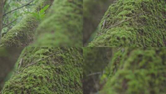 森林中被青苔覆盖的树木实拍特写高清在线视频素材下载