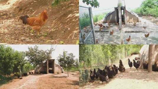 养鸡 散养 土鸡 农家乐 农家养鸡场高清在线视频素材下载