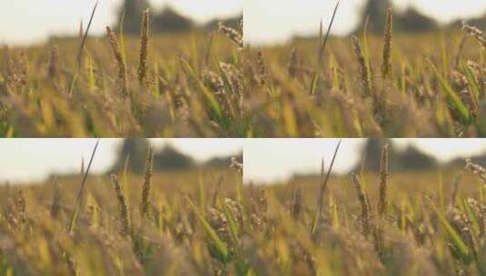 清晨阳光照耀在水稻上，逆光拍摄成熟的水稻高清在线视频素材下载