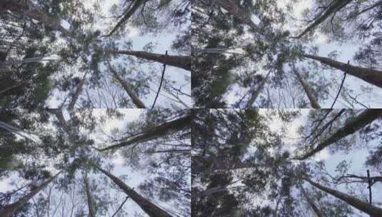 云南普洱植物树干高清在线视频素材下载
