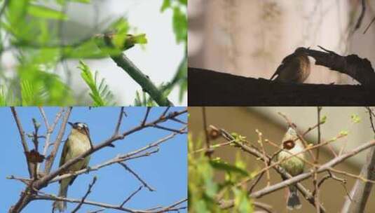 【合集】麻雀在细树枝上栖息观望高清在线视频素材下载