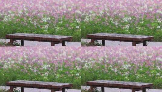 户外一片粉色花海前一张空的长椅高清在线视频素材下载