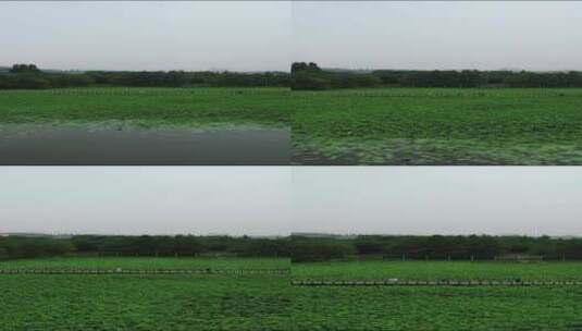 农业种植荷花荷叶竖屏航拍高清在线视频素材下载