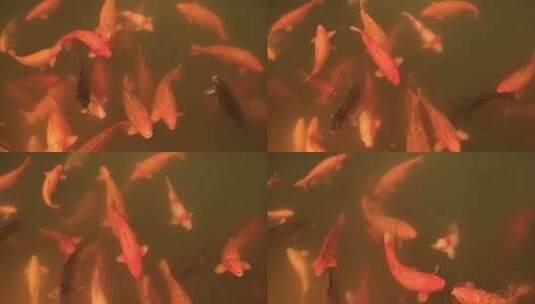 观赏鱼 锦鲤高清在线视频素材下载