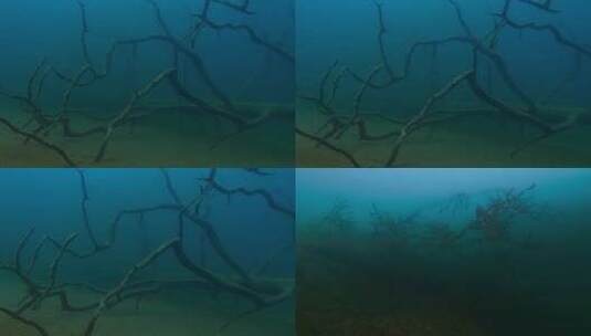 幽暗水底枯木枯枝高清在线视频素材下载