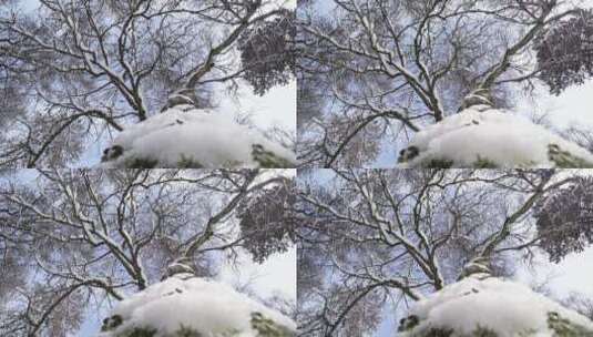 仰拍冬天的大树和飘落的雪花高清在线视频素材下载