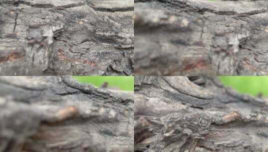 树皮 树枝 纹理 植物高清在线视频素材下载
