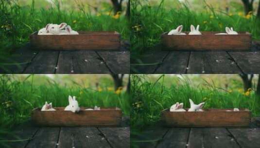 在木盒中小兔子高清在线视频素材下载