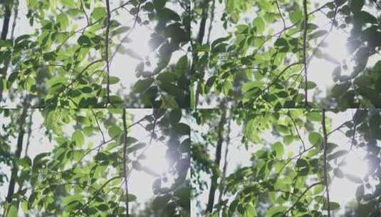 树林阳光透过树叶视频素材高清在线视频素材下载