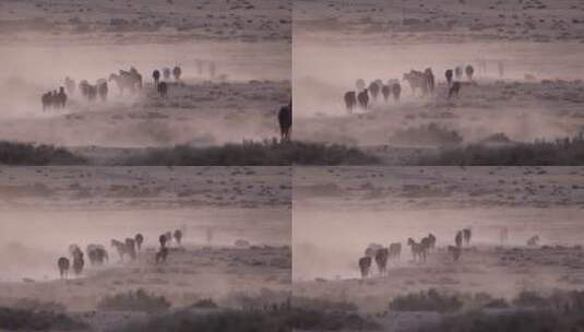 沙漠中行走的马群高清在线视频素材下载