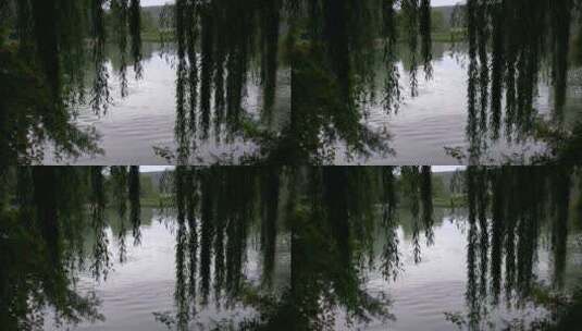 河边垂下的柳树高清在线视频素材下载
