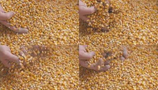 农民用手抓新收获的玉米谷物高清在线视频素材下载
