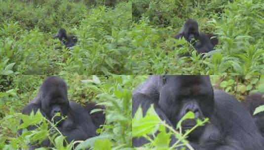 雨林中的大猩猩高清在线视频素材下载
