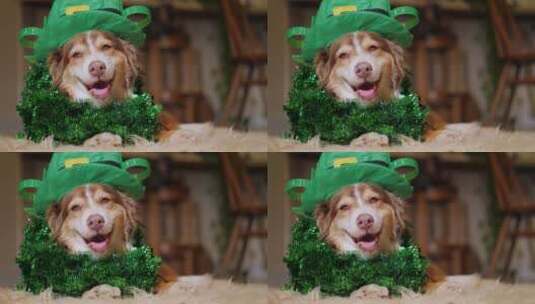 戴着绿色帽子和装饰花环的小狗躺在地毯上高清在线视频素材下载