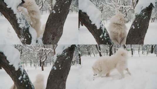 雪地里的萨摩耶狗高清在线视频素材下载
