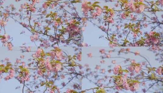 武汉理工大学的粉红色晚樱花高清在线视频素材下载