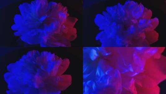 【镜头合集】梦幻红蓝光鲜花芍药洋牡丹高清在线视频素材下载