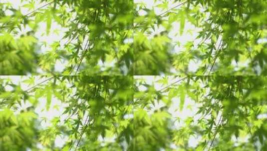 绿枫叶阳光空镜高清在线视频素材下载