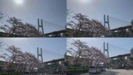 南浦大桥樱花高清在线视频素材下载