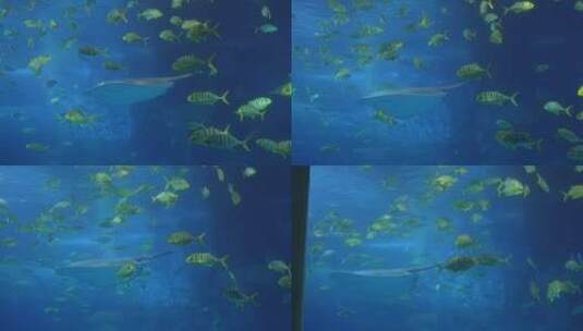 鱼群深海神秘水下热带鱼高清在线视频素材下载
