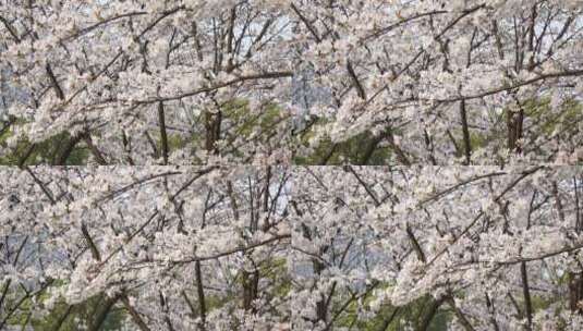 湖南衡阳岳屏公园樱花晚樱高清在线视频素材下载