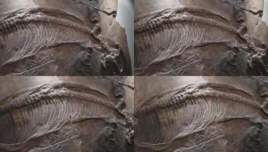化石恐龙脊椎动物生物进化高清在线视频素材下载