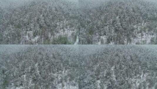 航拍大兴安岭春季森林极端天气降雪高清在线视频素材下载