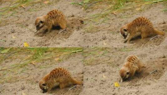 猫鼬在沙子上挖洞高清在线视频素材下载