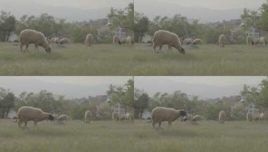 吃草的羊高清在线视频素材下载