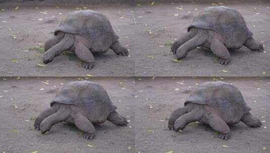 巨龟象龟高清在线视频素材下载