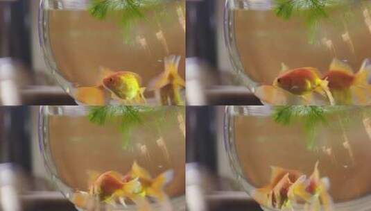 金鱼在玻璃鱼缸里游动高清在线视频素材下载