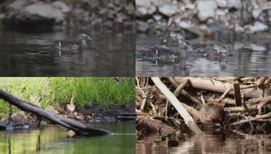 夏日森林河边野生动物合集鸭子水獭水鸟高清在线视频素材下载