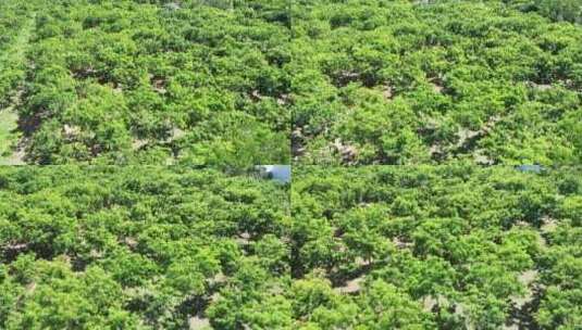 东方市自然瑰宝园黄花梨丛林下降左环绕高清在线视频素材下载