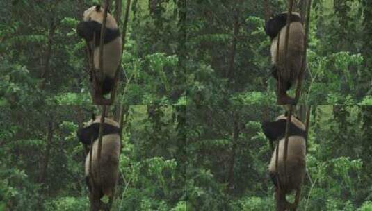 成年大熊猫在树上烦躁不安发情期高清在线视频素材下载