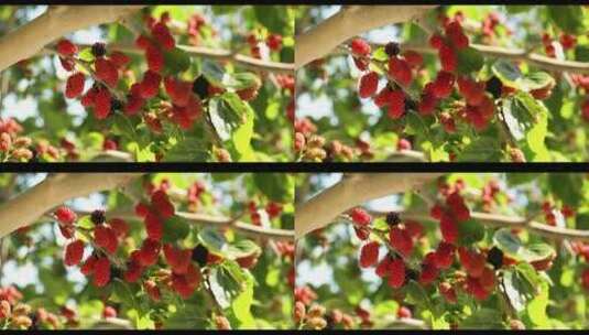 桑树上成熟的桑葚高清在线视频素材下载