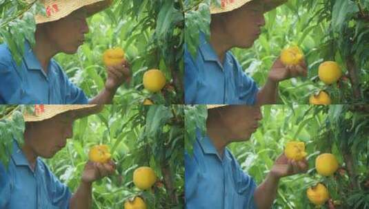 黄桃种植高清在线视频素材下载