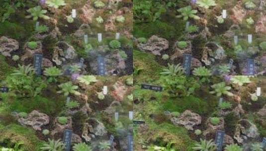 苔藓热带植物捕蝇草雨林造景高清在线视频素材下载